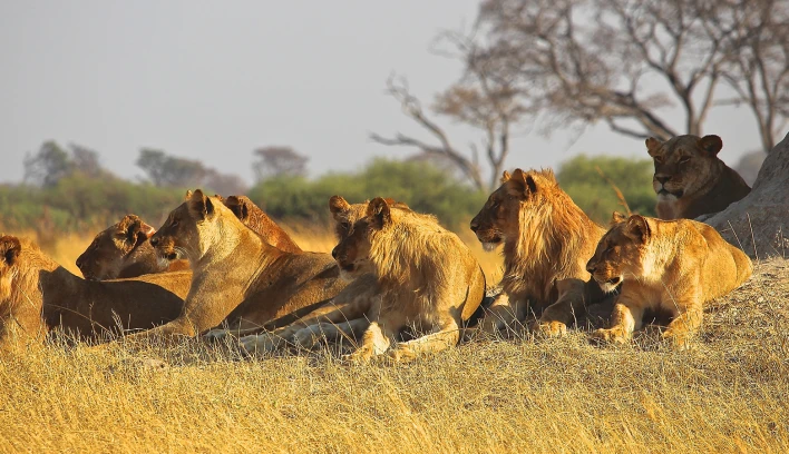 Descubre Safaris en Africa