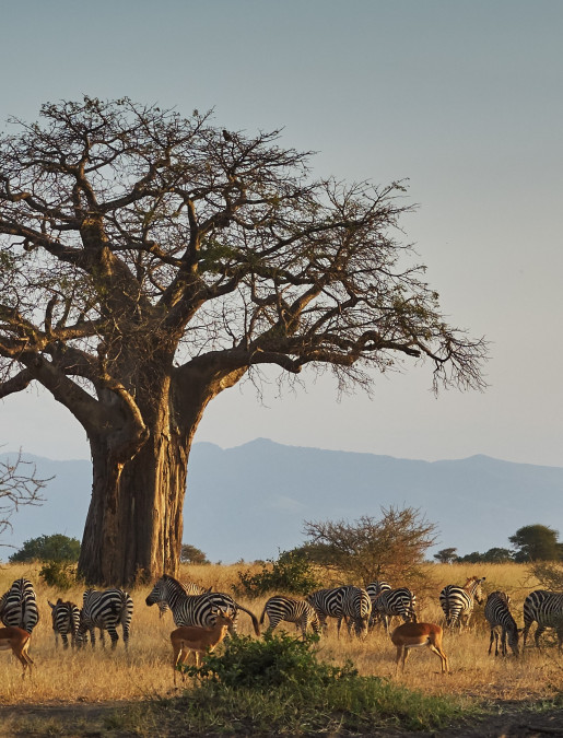 Imagen de Safari & Tribus de Tanzania (Grupal)/ Mayo 2026 - Junto a Bárbara Thayer / Arusha, Tarangire National Park, Lake Eyasi, Ngorongoro Conservation Area, Serengeti National Park.