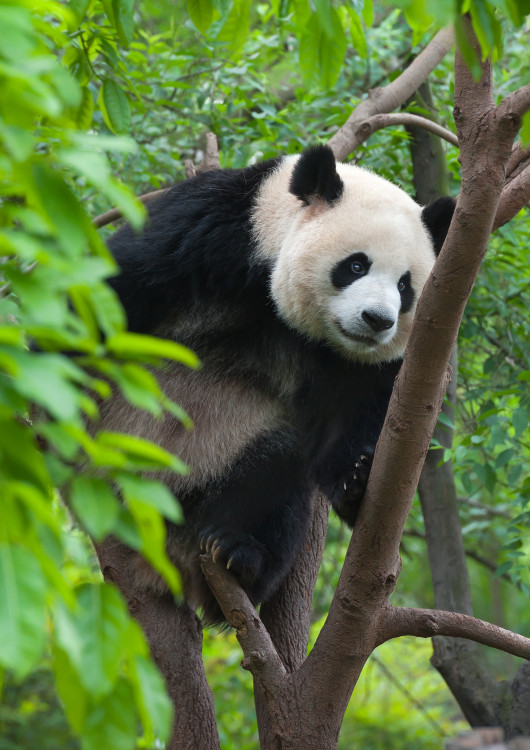 Visita a los Pandas de Chengdu