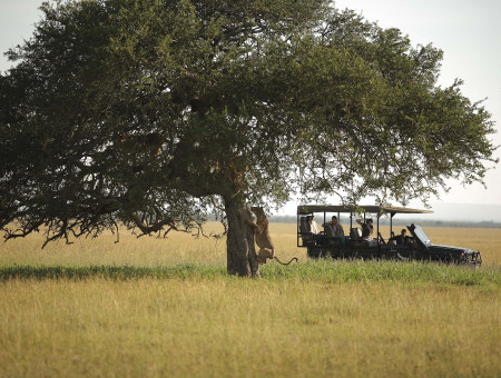 Safaris en Africa