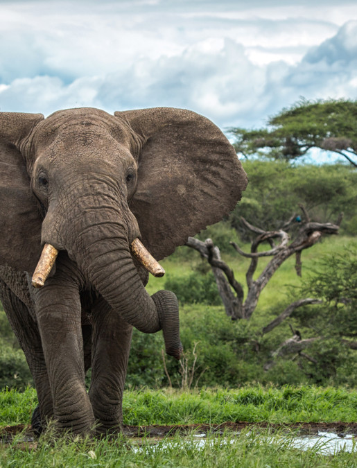 Imagen de Safari por Kenia & Tanzania (A medida) - Nairobi, Masai Mara, Serengeti, Ngorongoro, Arusha.